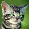 Avatar u�ivatele djdiageo